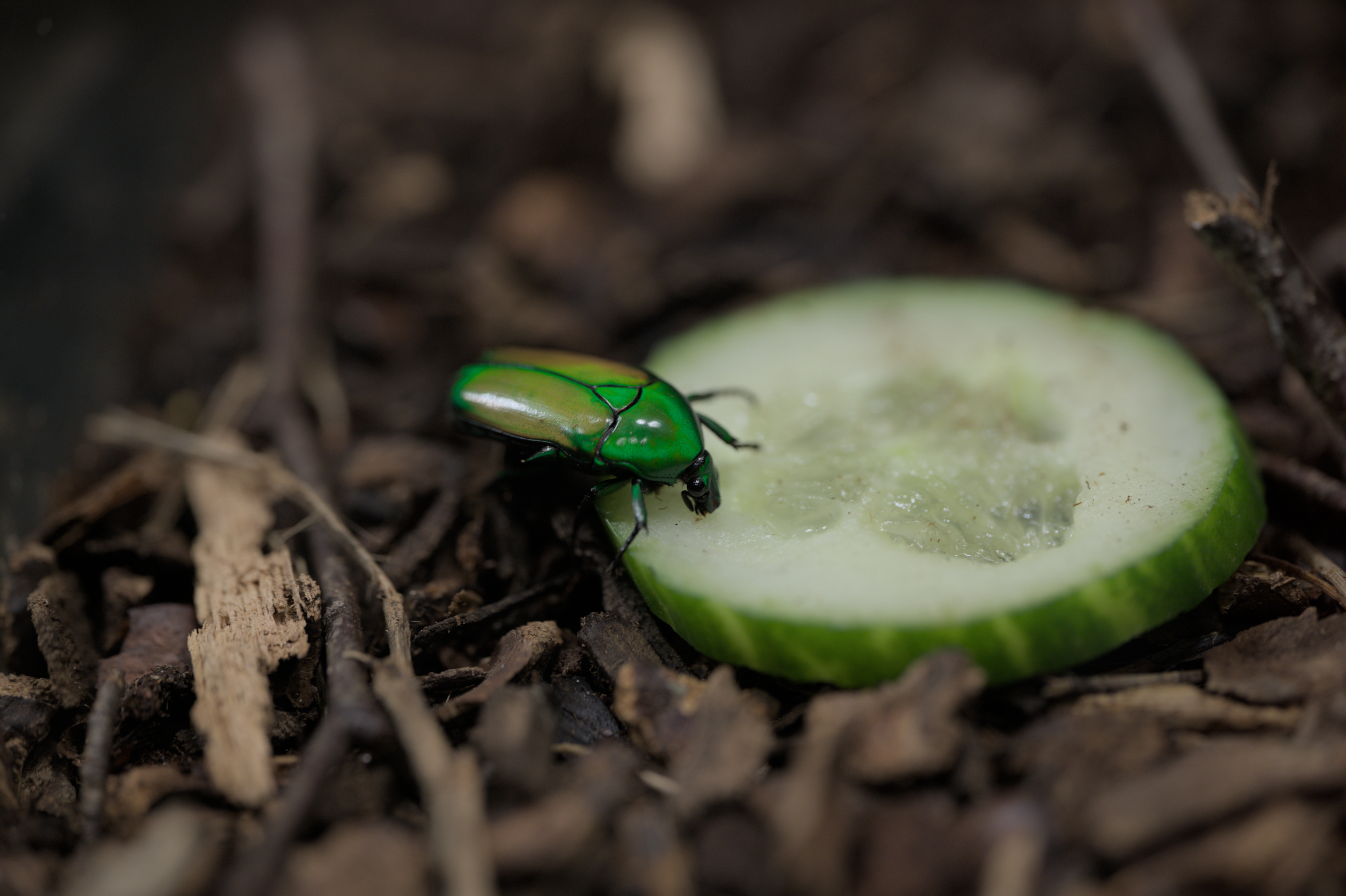 2025/10/12 - zoo/DSC_0229.jpg